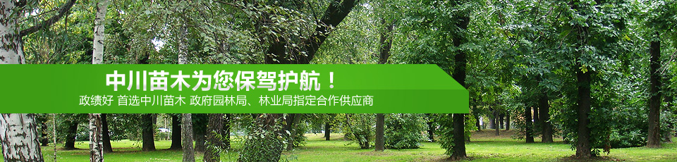 中川苗木是政府园林局、林业局指定合作供应商